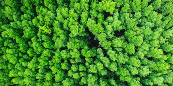 antalis-environnement-2.jpg