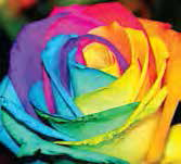 flower-after