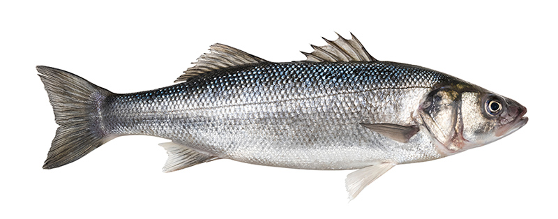 AdobeStock_314686744.jpeg (One fresh sea bass fish isolated on white background)
